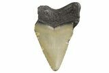 Juvenile Megalodon Tooth - North Carolina #340961-1